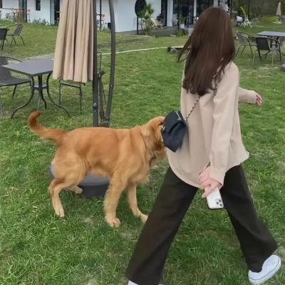 灵猩